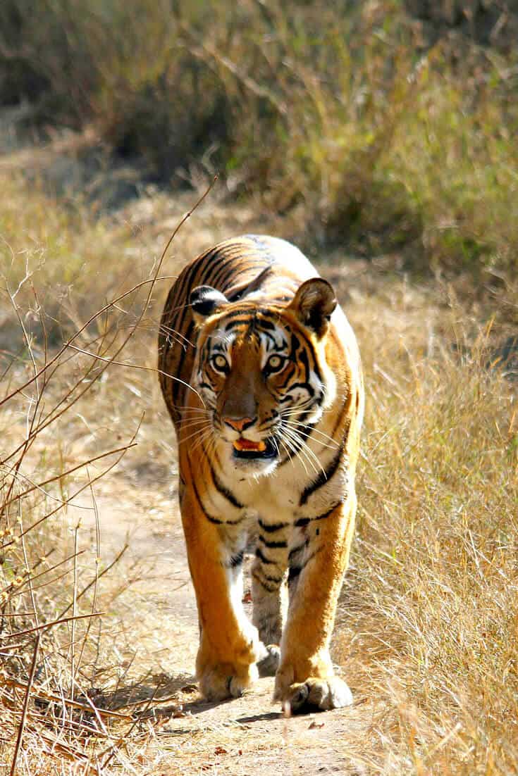 Holiday destinations in India to see Tigers -Bandipur Tiger Reserve