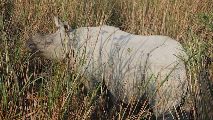 Wildife safari Kaziranga national park