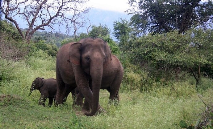 Places to travel in india to see Wildlife - Mudumalai National Park