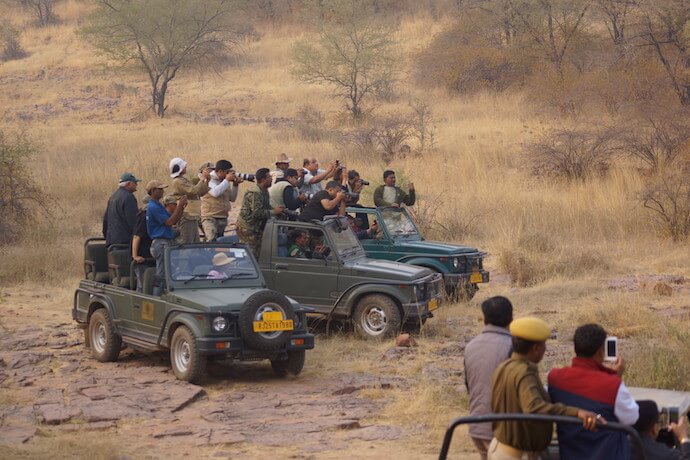 Tourist places in India - Ranthambore safari