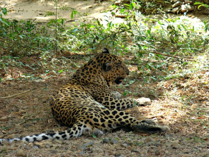 Top places to visit in india to see wildlife - Sanjay Gandhi National Park