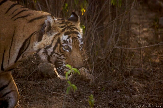 Tourist places in India that need more tourists - Sariska Tiger Reserve