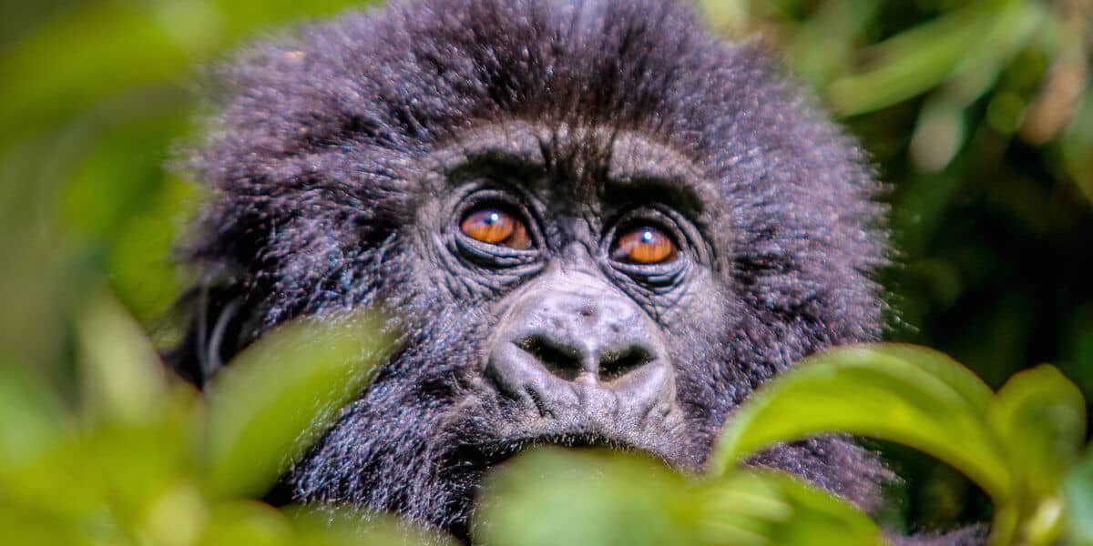 Baby Mountain Gorilla in Volcanoes National Park, Rwanda
