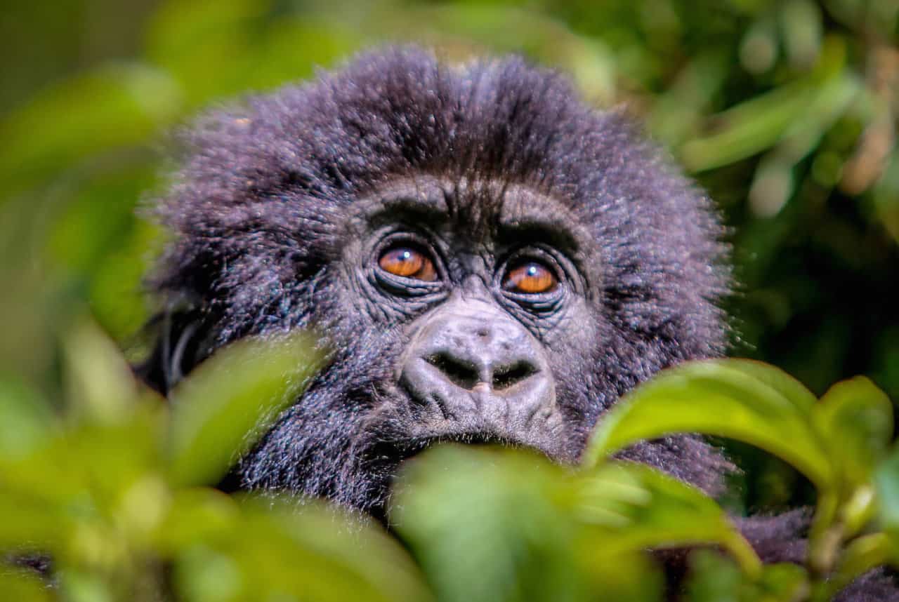 Baby Mountain Gorilla in Volcanoes National Park, Rwanda