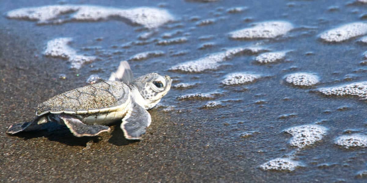 Baby green sea turtle in Tortuguero National Park, Costa Rica.