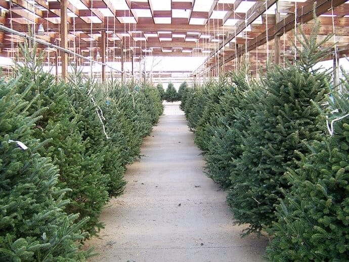 Evergreen Christmas Trees