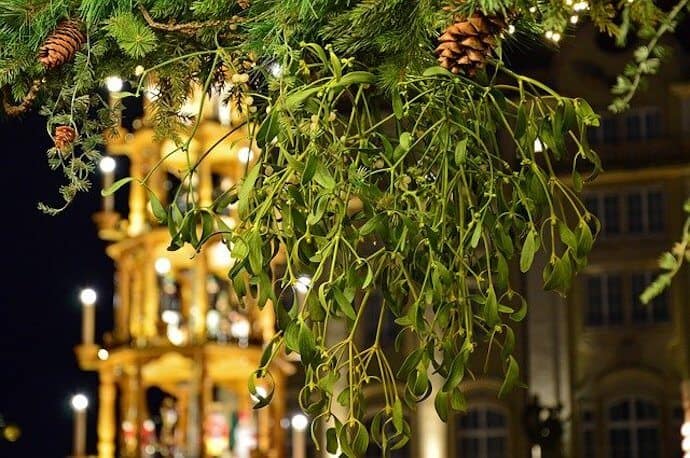 Hanging Mistletoe