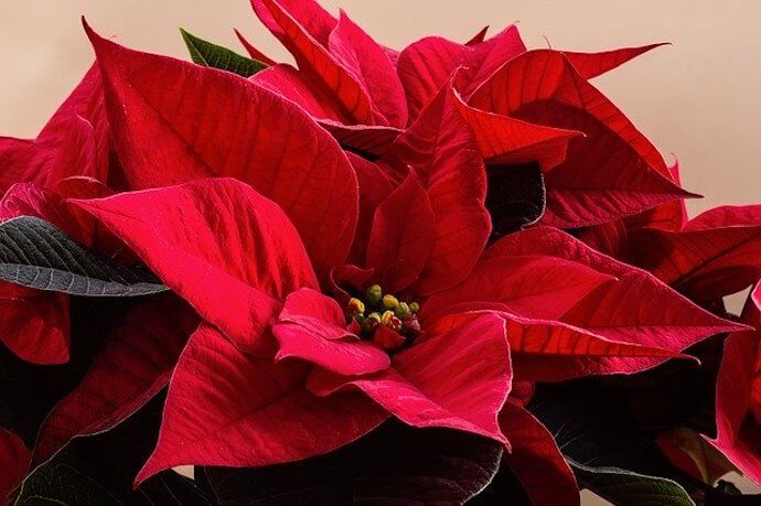 Poinsettia Plants