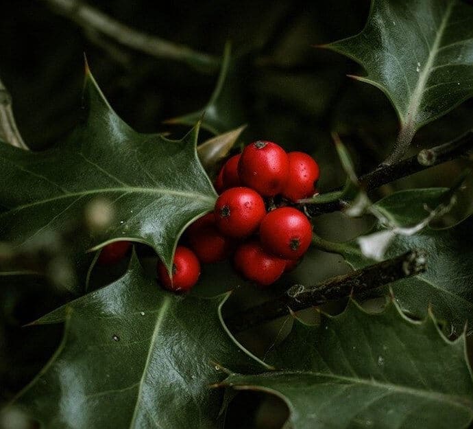 Boughs of Holly - Symbols of Christmas: The History & Meaning of Traditional Christmas Decorations