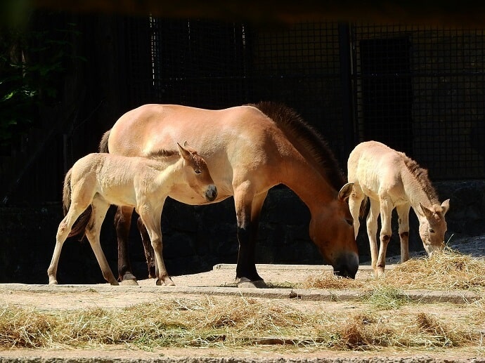 Conservación de caballos mongoles