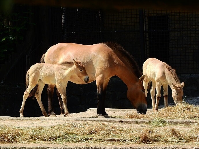 Conservazione del cavallo mongolo