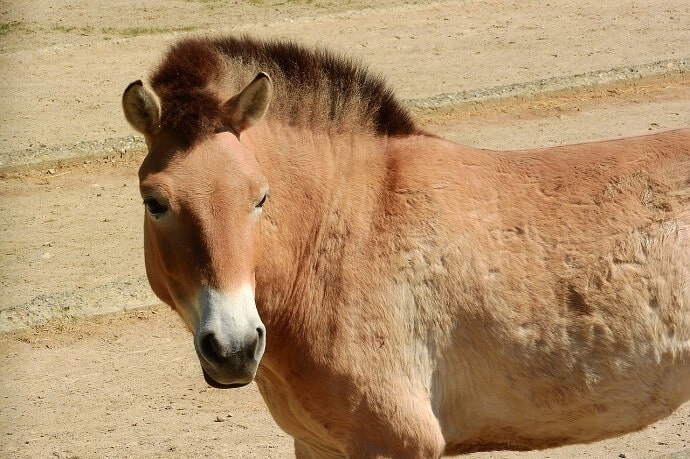 Cavalo Mongol Selvagem Horse