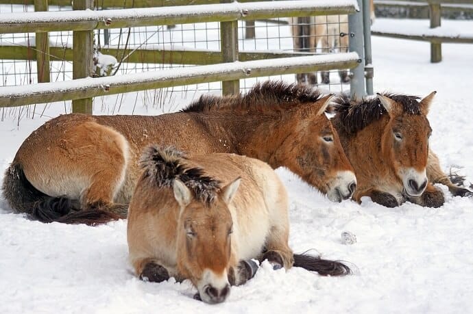 Horses of Mongolia in snow 