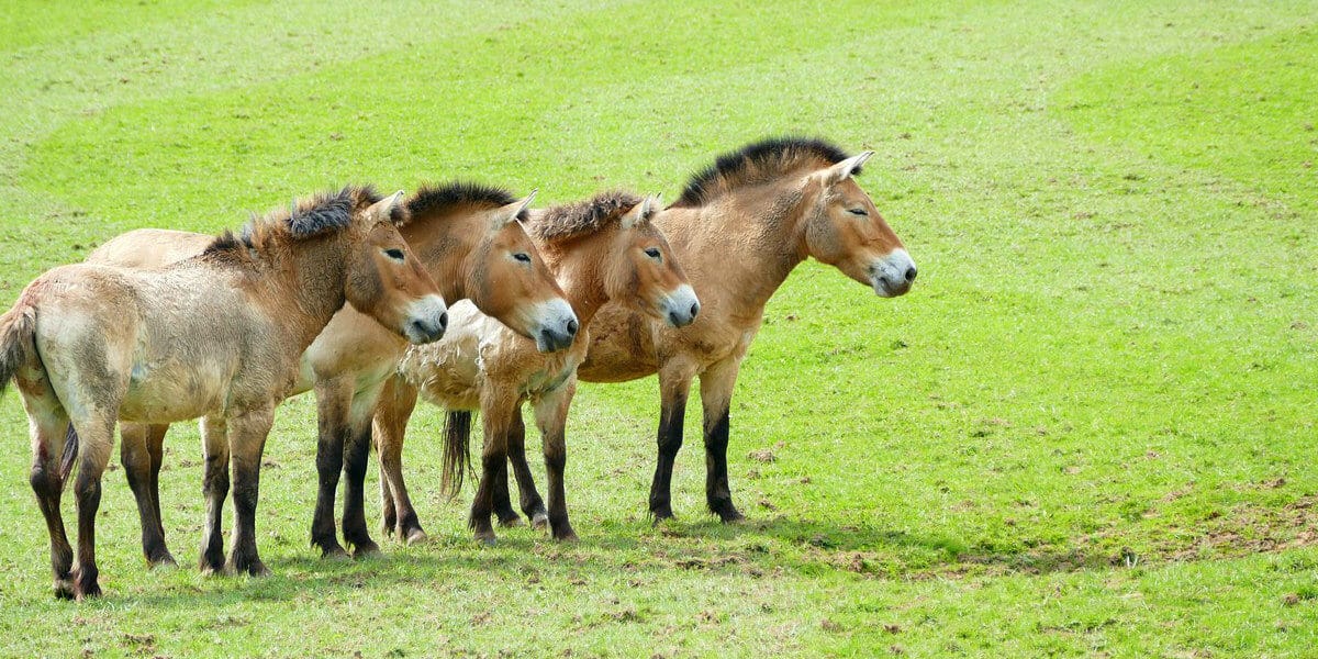 Mongolian Wild Horses