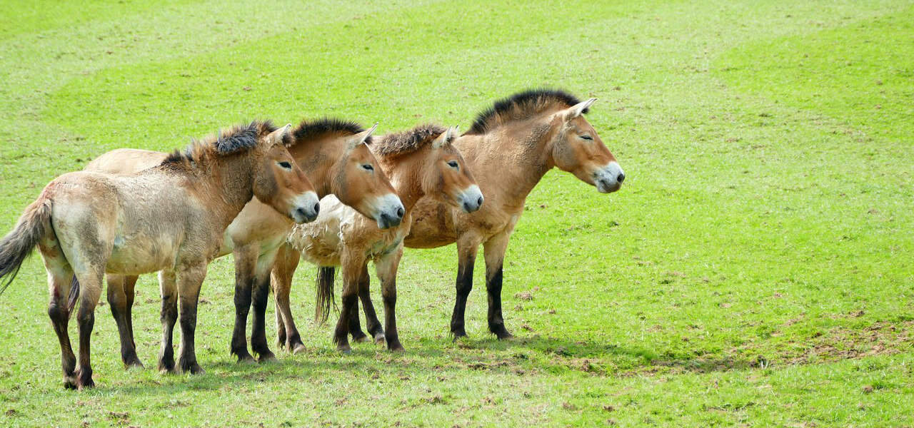 Mongolian Wild Horses