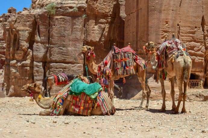 Bedouin Camels at the Petra Treasury in Jordan