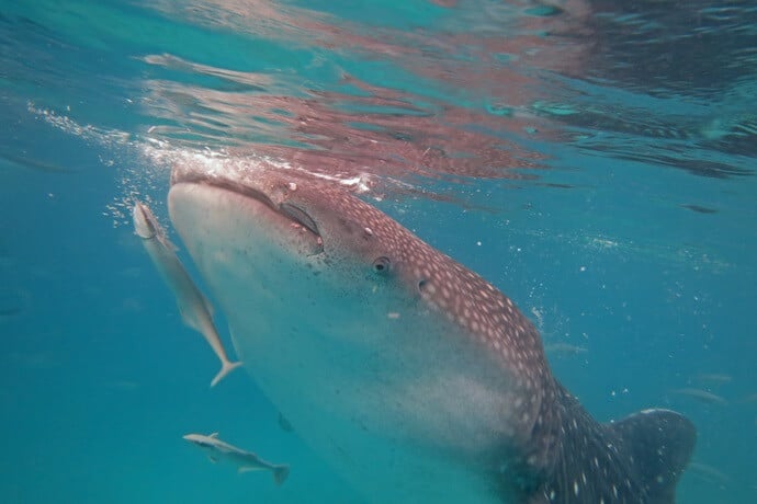 Whale Shark in Donsol, Philippines 