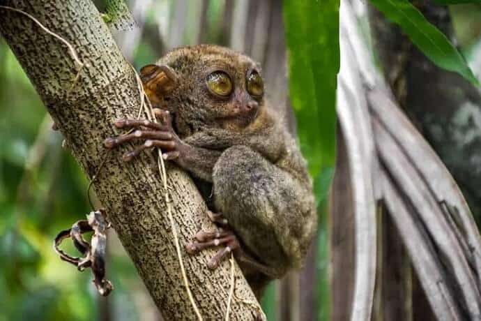 Tarsier in Bohol, Cebu Philippines by Alexander Waltner