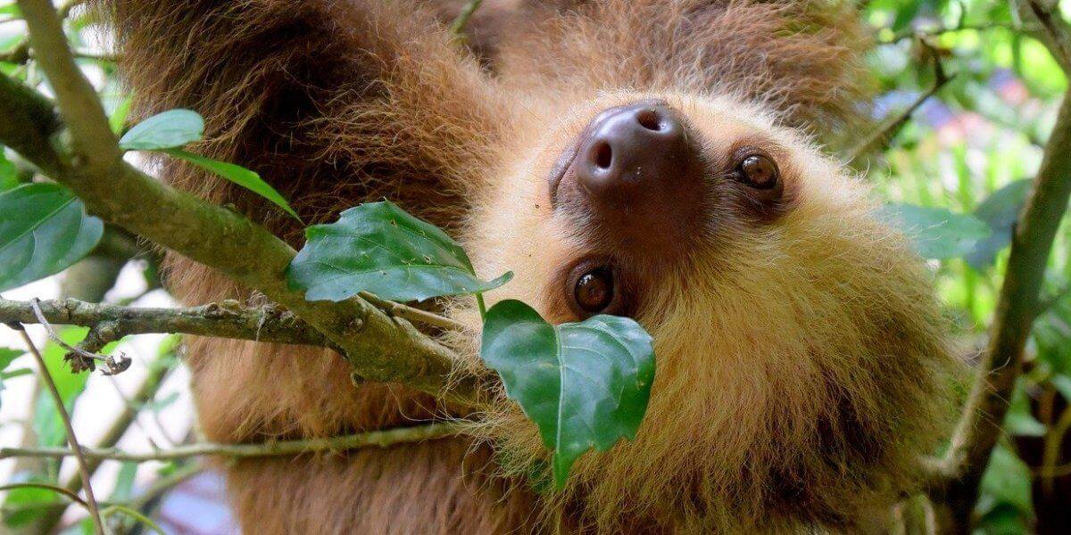 Sloth in Costa Rica