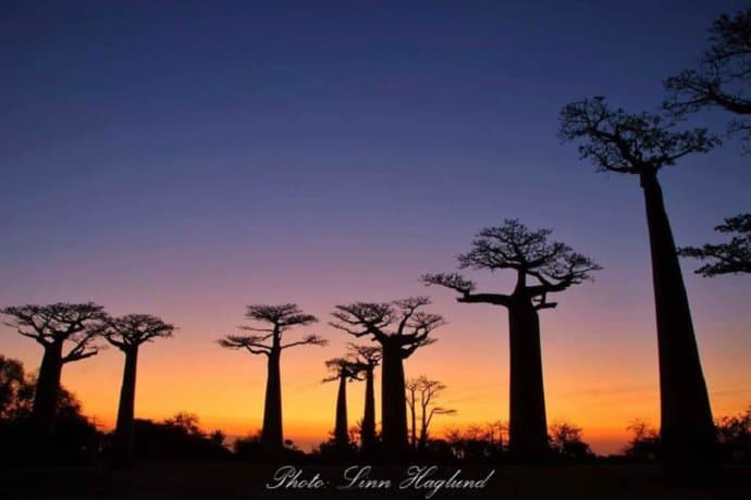 Baobab Alley in west Madagascar