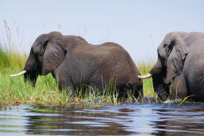 Elephants in the Okavango Delta of Botswana