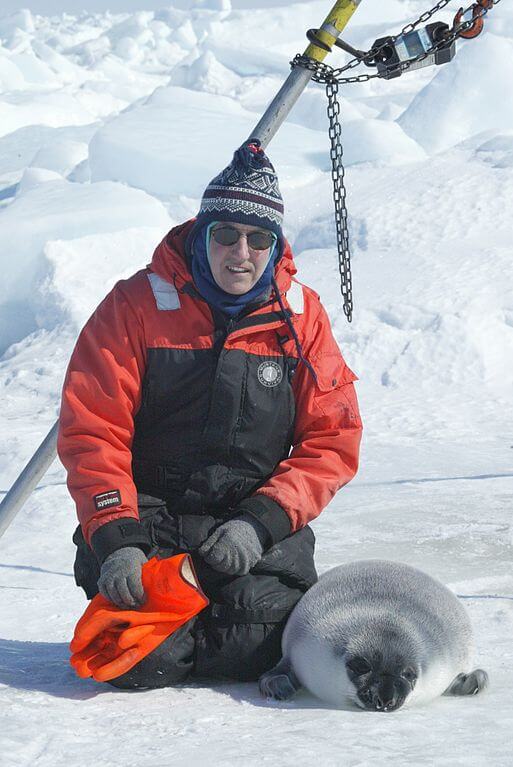 Researcher with a hooded seal pup on ice in the Gulf of St. Lawrence.