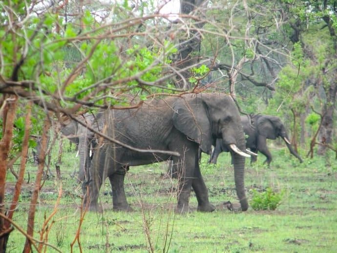 Elephants in Malawi