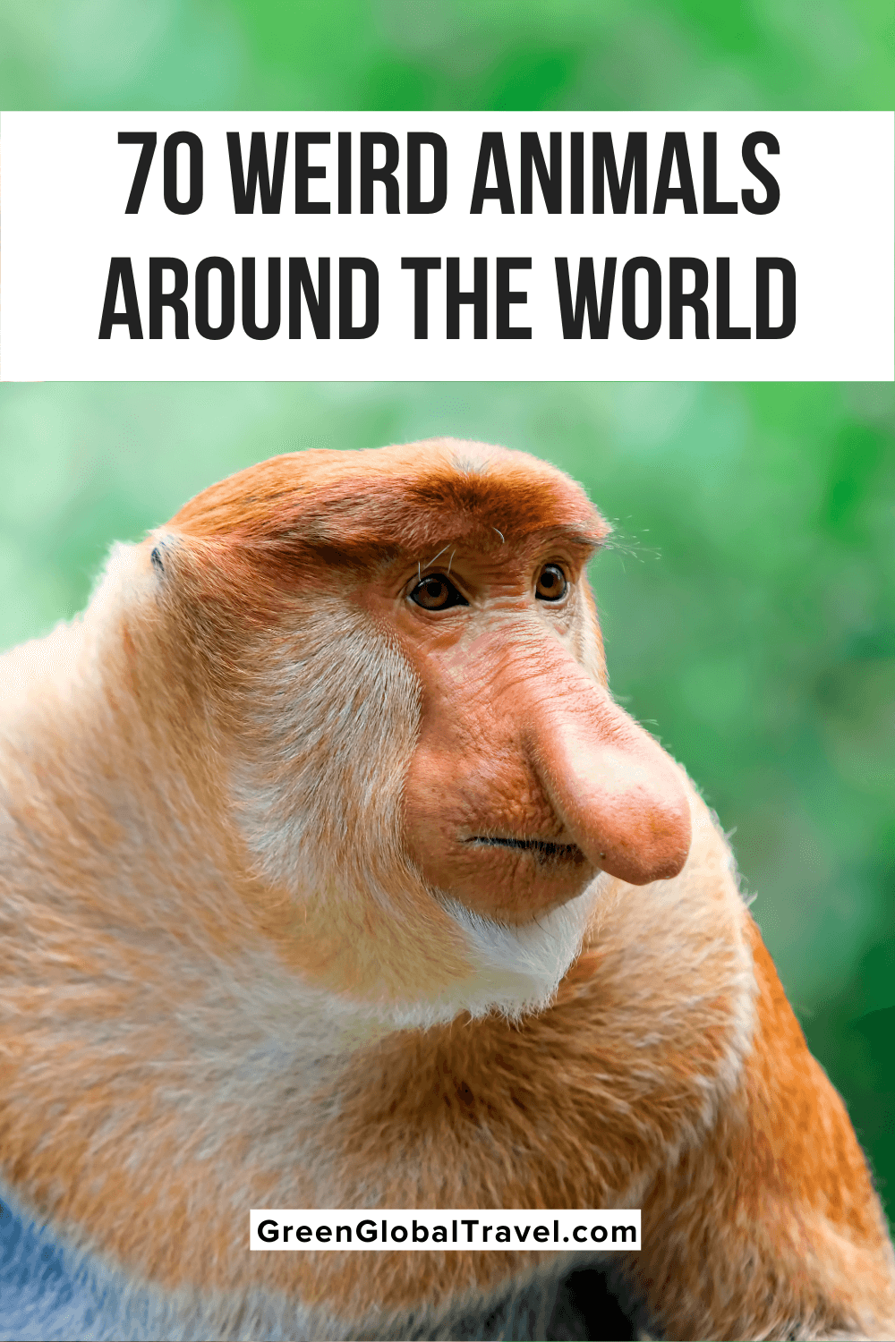 70 Cool & Weird Animals from Around the World (An Epic Guide)