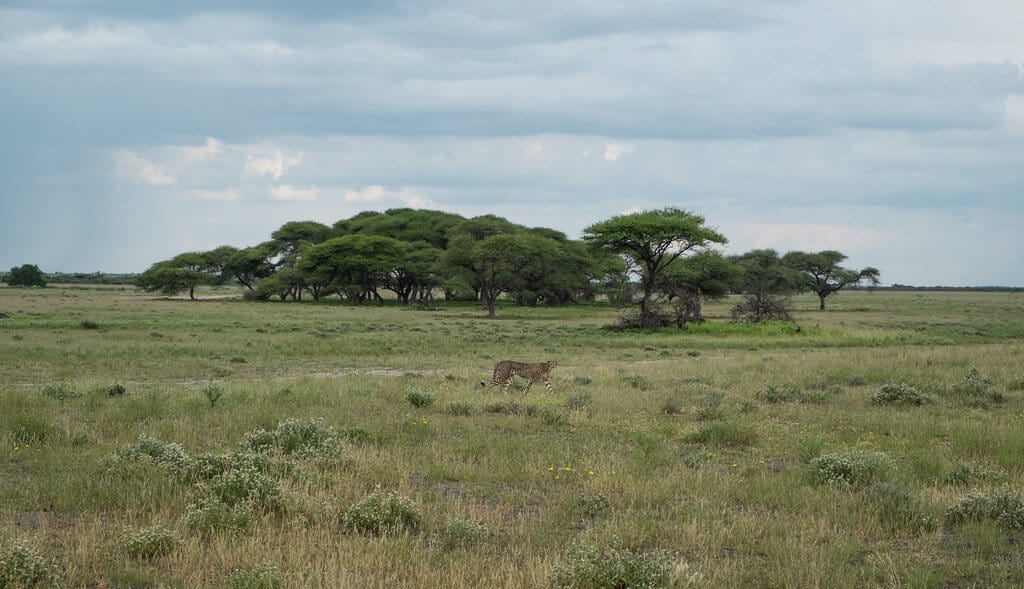 biggest safari in africa