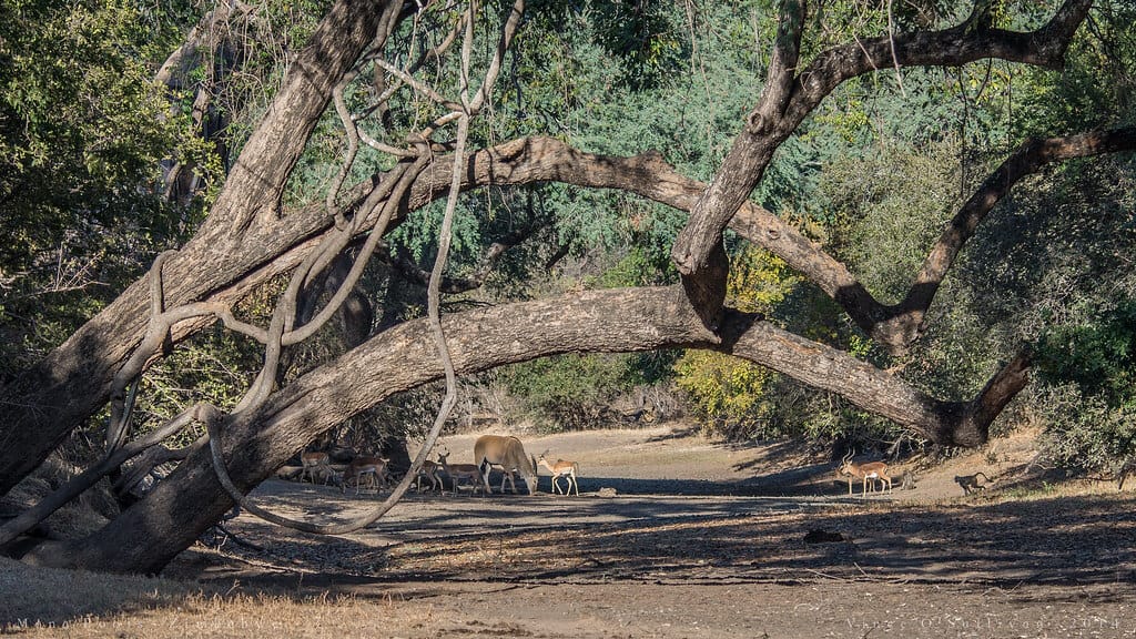 biggest safari in africa