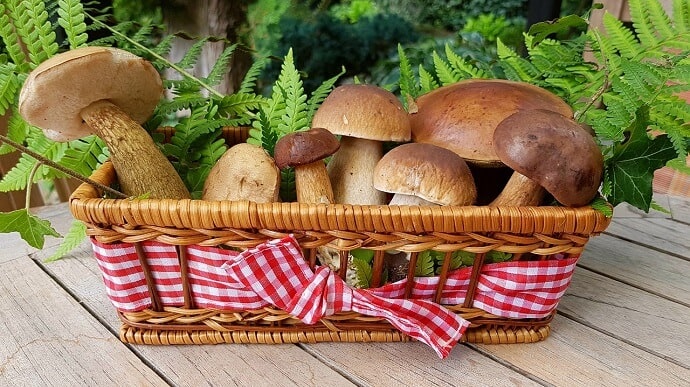 Best Mushrooms to Grow at Home