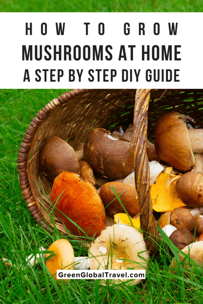 How to Grow Mushrooms at Home (A Step by Step DIY Guide) includes the 6 Best Mushrooms to Grow at Home, Ways to Grow Mushrooms at Home, Instructions for how to Grow Mushrooms At Home & more! | spawning mushrooms | how long does it take to grow mushrooms | how to grow oyster mushrooms| grow shrooms | how to grow shitake mushrooms | mushrooms to grow at home | how mushrooms grow | grow your own mushrooms | growing mushrooms in coffee grounds | growing mushrooms at home | grow at home mushrooms