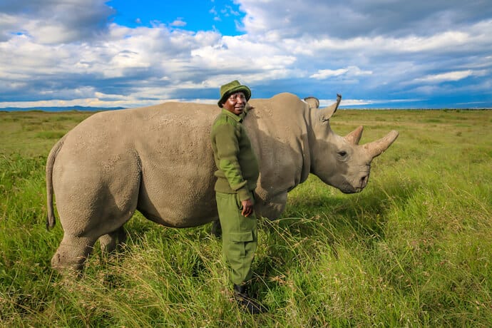 Northern White Rhinos in Ol Pejeta Conservancy, Kenya - national reserve in kenya