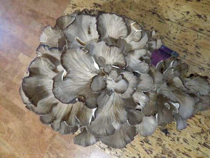 How to Grow Your Own Oyster Mushrooms on Straw - The Permaculture