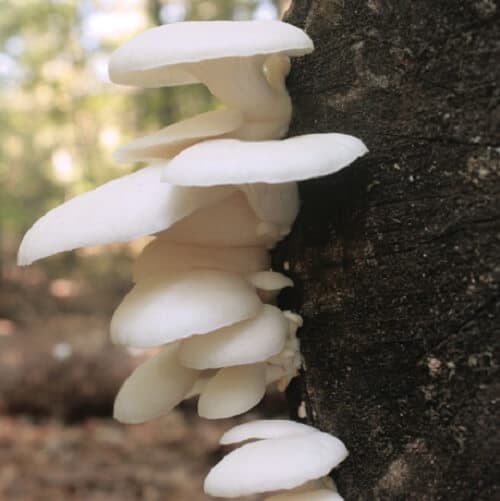 How to Grow Your Own Oyster Mushrooms on Straw - The Permaculture