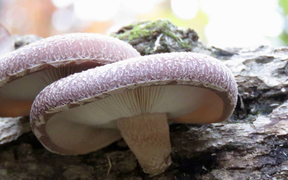 Grow Mushrooms