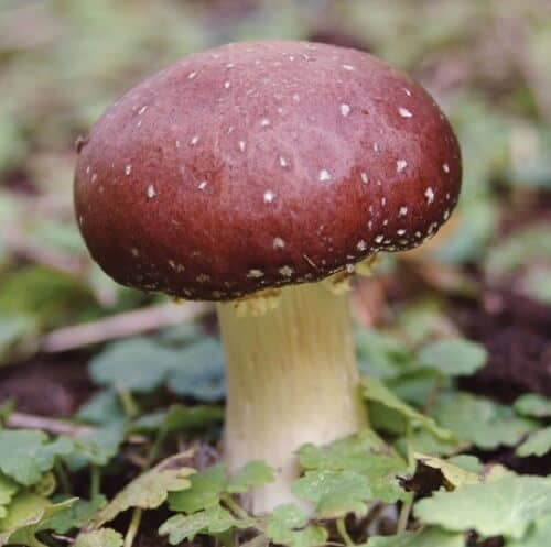 Wine Cap Mushroom- (Stropharia rugoso-annulata) via fieldforest.net/