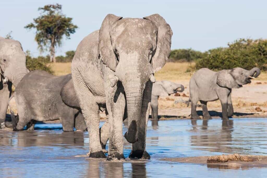 biggest safari in africa