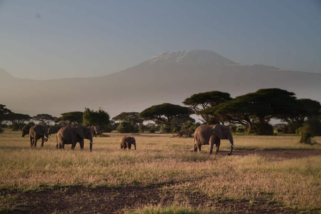 biggest safari in africa