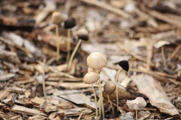 Mushrooms growing on wood chips