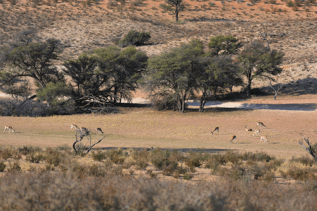 african nature safaris