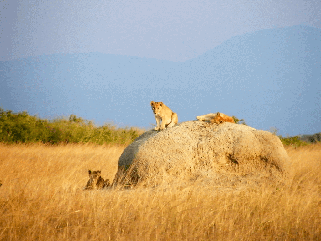 african nature safaris