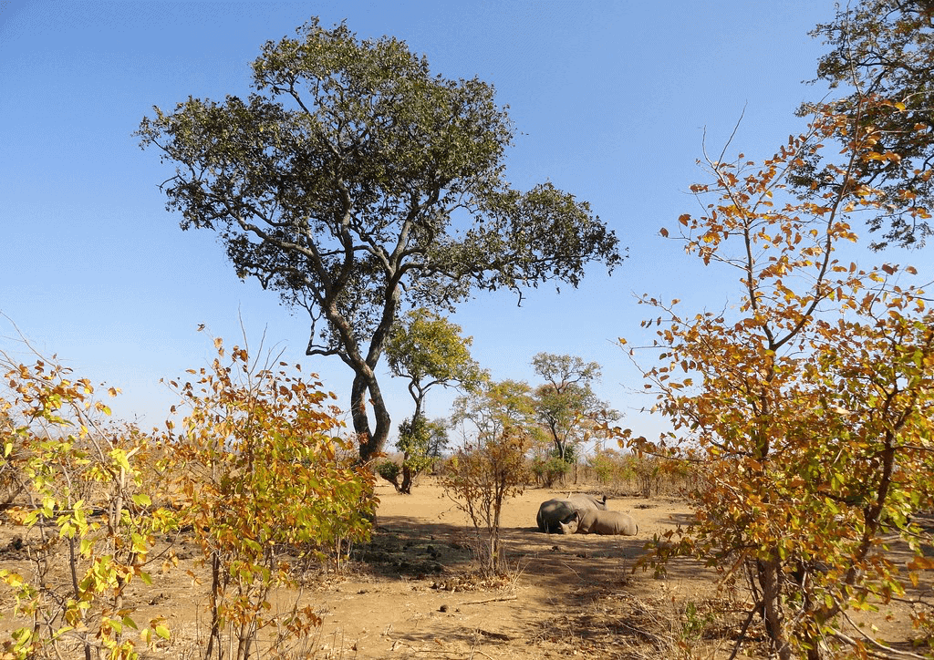 biggest safari in africa