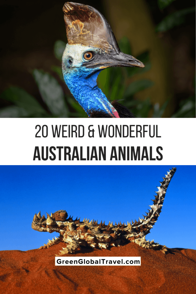 20 Weird & Cute Australian Animals Green Global Travel