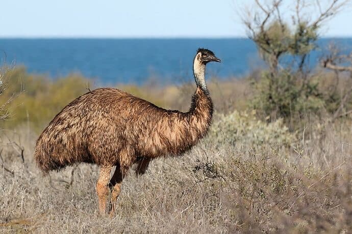 Big animals in Australia -Emu