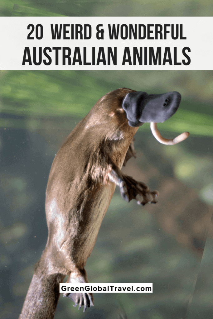 20 Weird & Cute Australian Animals Green Global Travel