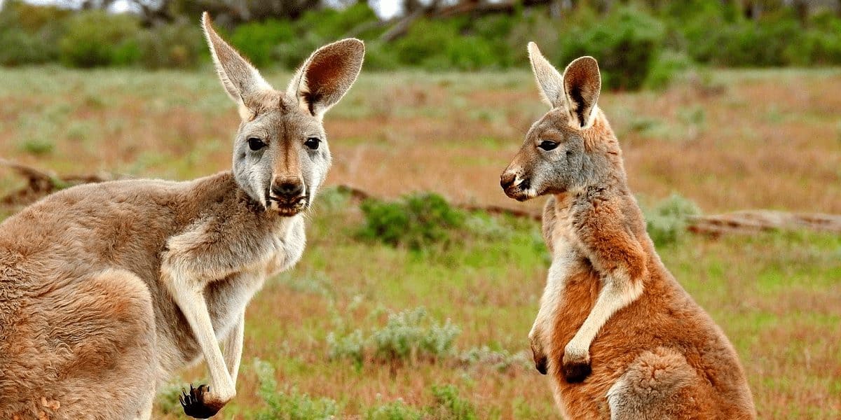 Cute Australian Kangaroos