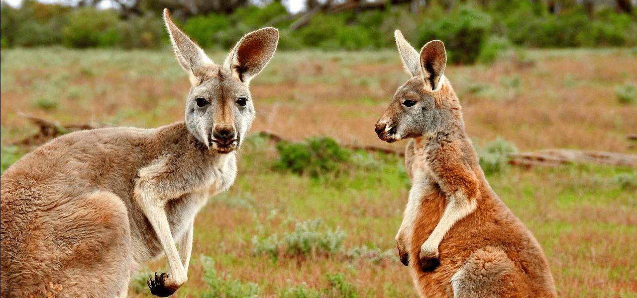 Skilt Ekstrem fattigdom span 20 Weird & Cute Australian Animals - Green Global Travel