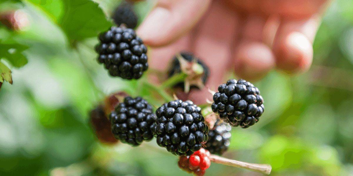Food Forest Garden Fruit