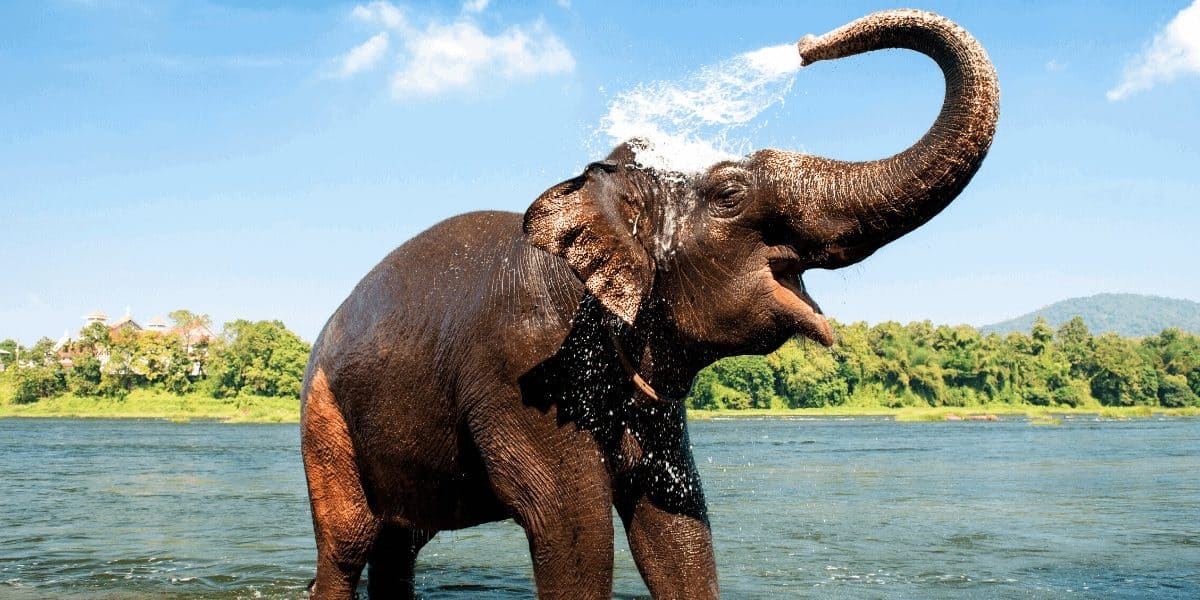 Kerala Wildlife Sanctuary Southern India